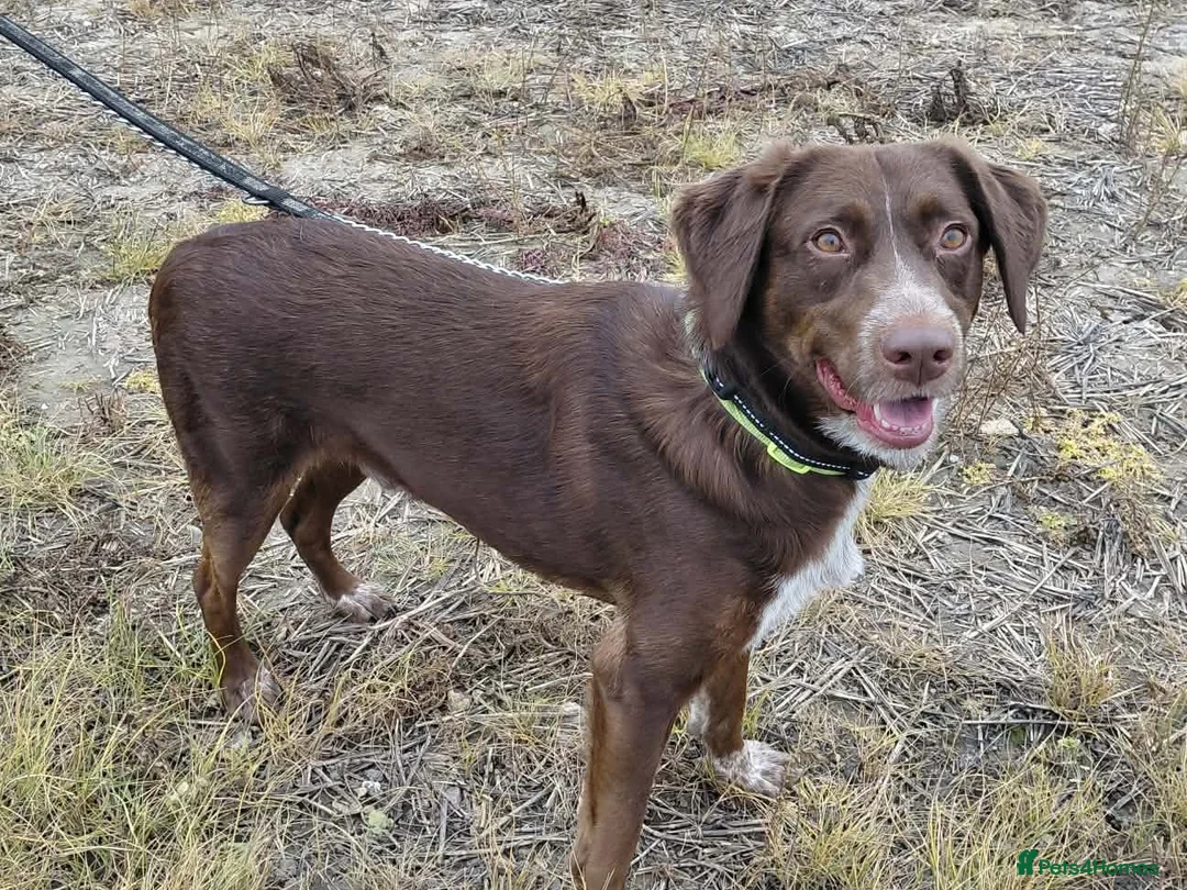 Mixed Breed dogs for adoption: Bernie is looking for the best forever home in Hayling Island - Advert 1