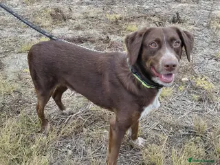 Mixed Breed dogs Bernie is looking for the best forever home - Advert 18