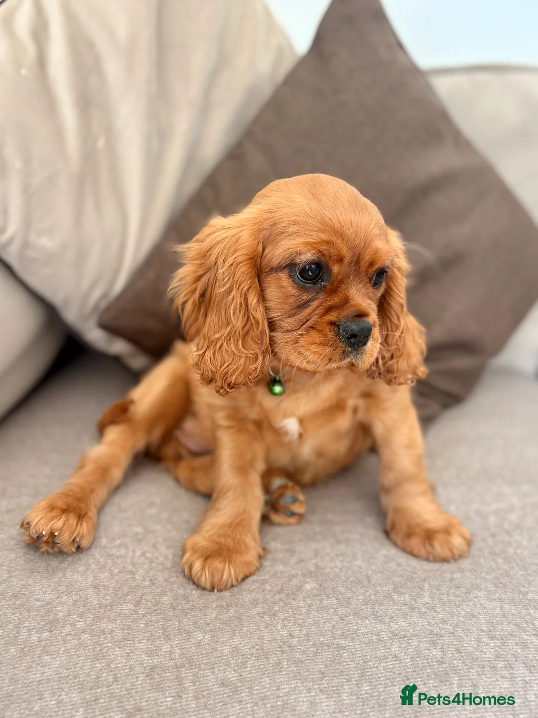 Cavalier King Charles Spaniel dogs for sale: Adorable Kennel club registered ruby male  - Advert 2