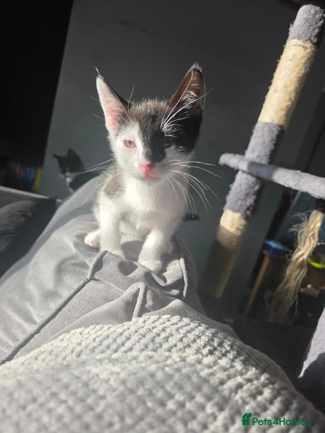 Mixed Breed cats for sale: Cow patch mixed with tuxedo  - Advert 2