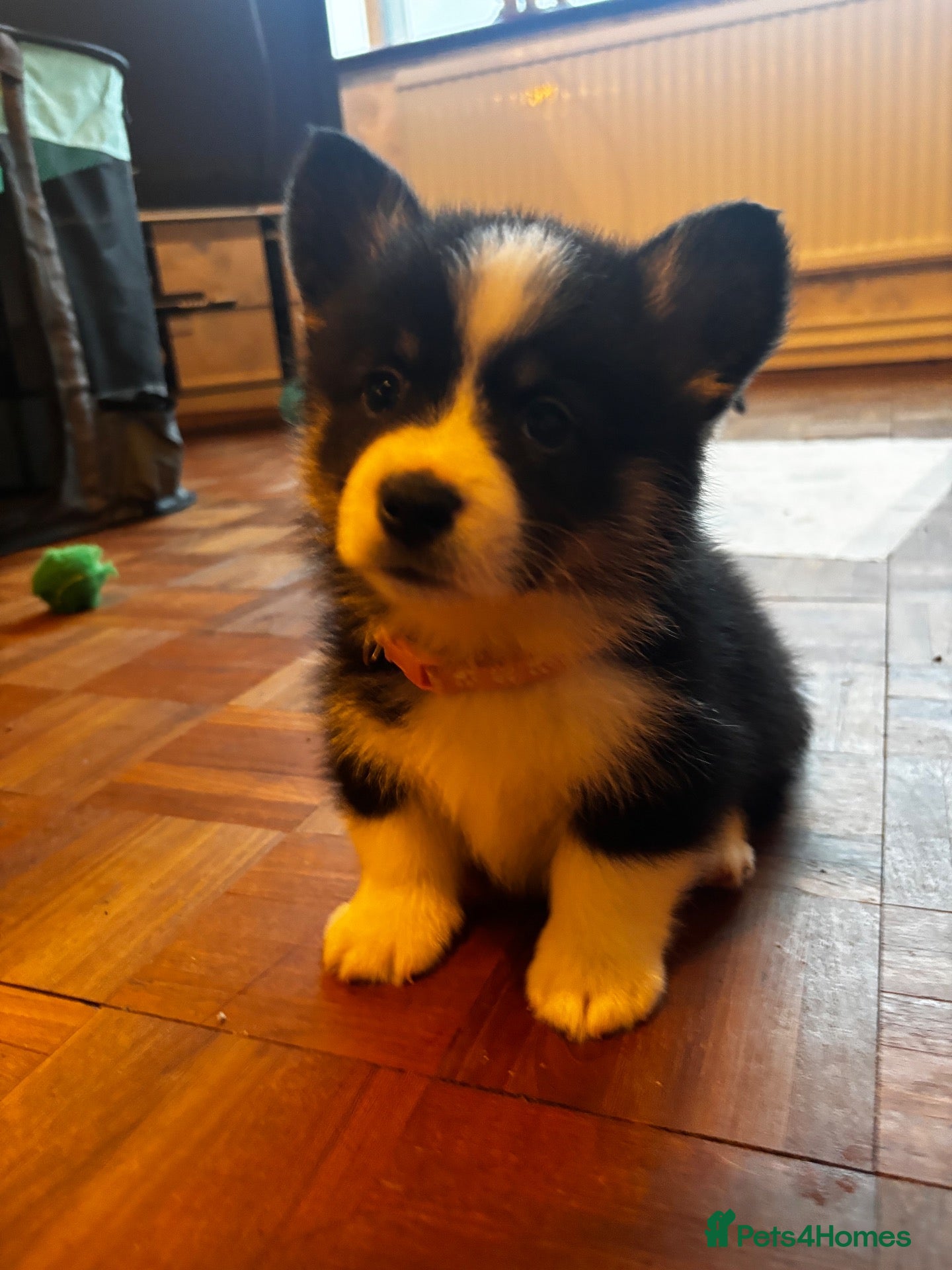 Welsh Corgi Pembroke dogs Stunning corgi puppies parents health tested - Advert 2
