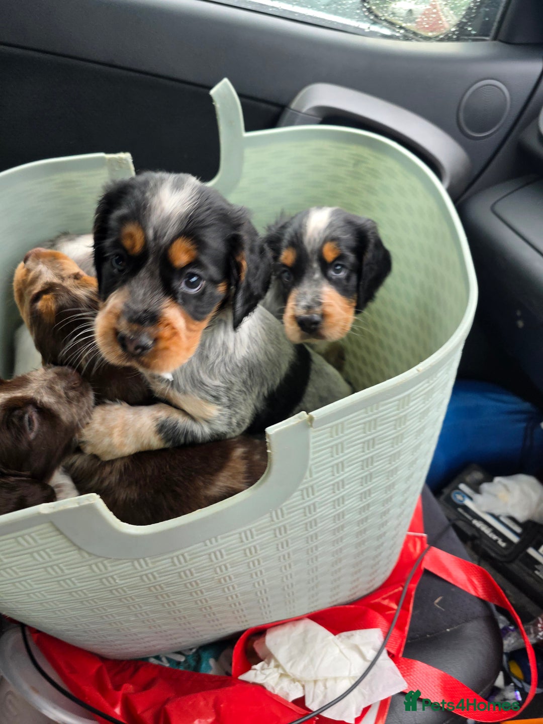 Cocker Spaniel dogs for sale: Kc registered mixed litter - Image 20