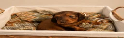 Miniature Dachshund dogs for sale: 🐾❤️ KC REGISTERED MINIATURE DACHSHUND PUPS ❤️🐾 - Advert 3