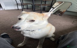 Mixed Breed dogs for sale: 2 year old Husky and 3 year old springer spaniel - Image 1