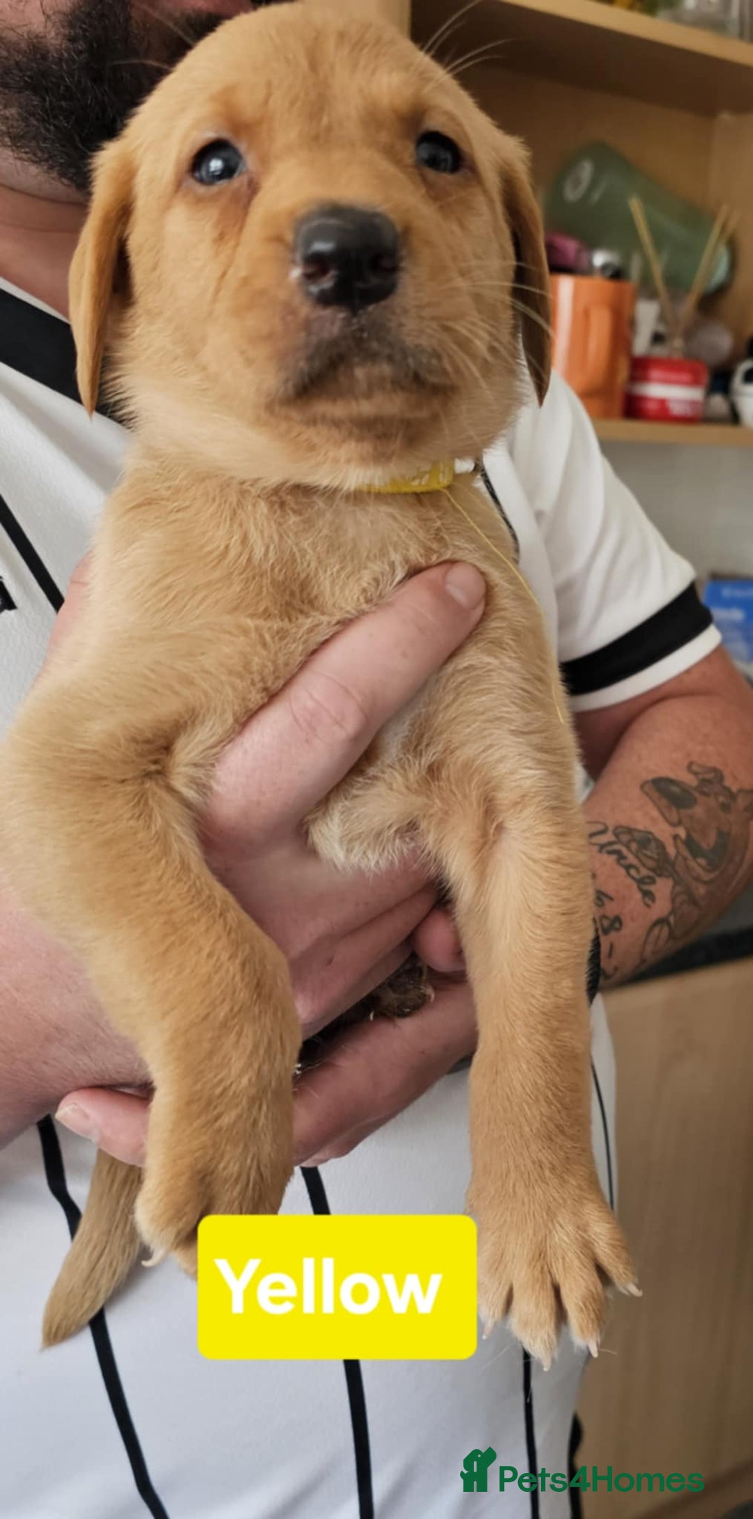 Labrador Retriever dogs for sale: FOX RED AND LIGHT LABS READY NOW! - Image 1