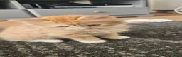 Mixed Breed cats for sale: Cute and fluffy ginger mixed breed - Advert 35