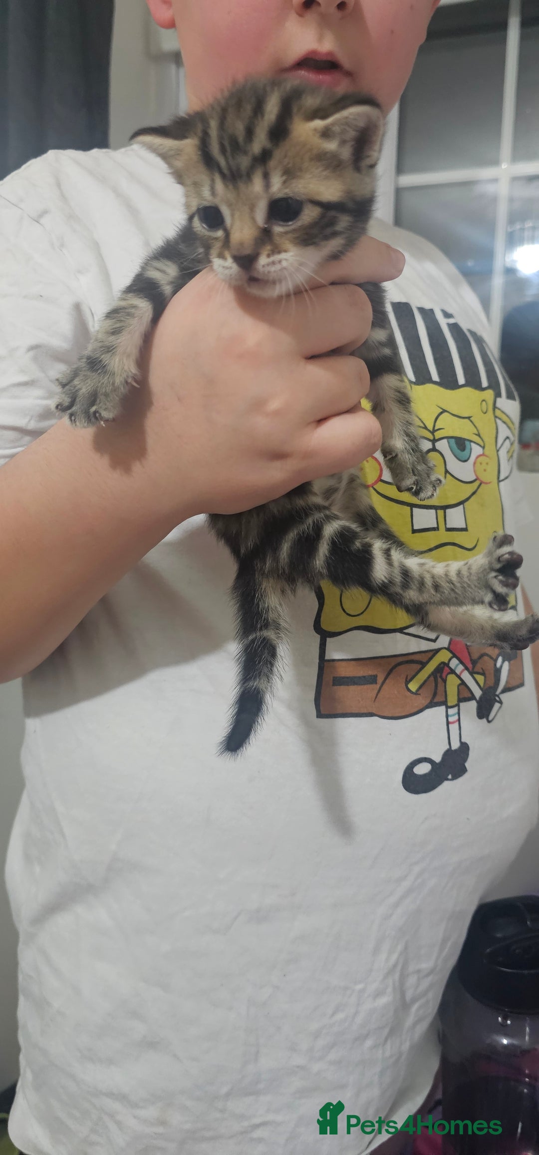 American Shorthair cats for sale: Sweet cats  - Advert 11