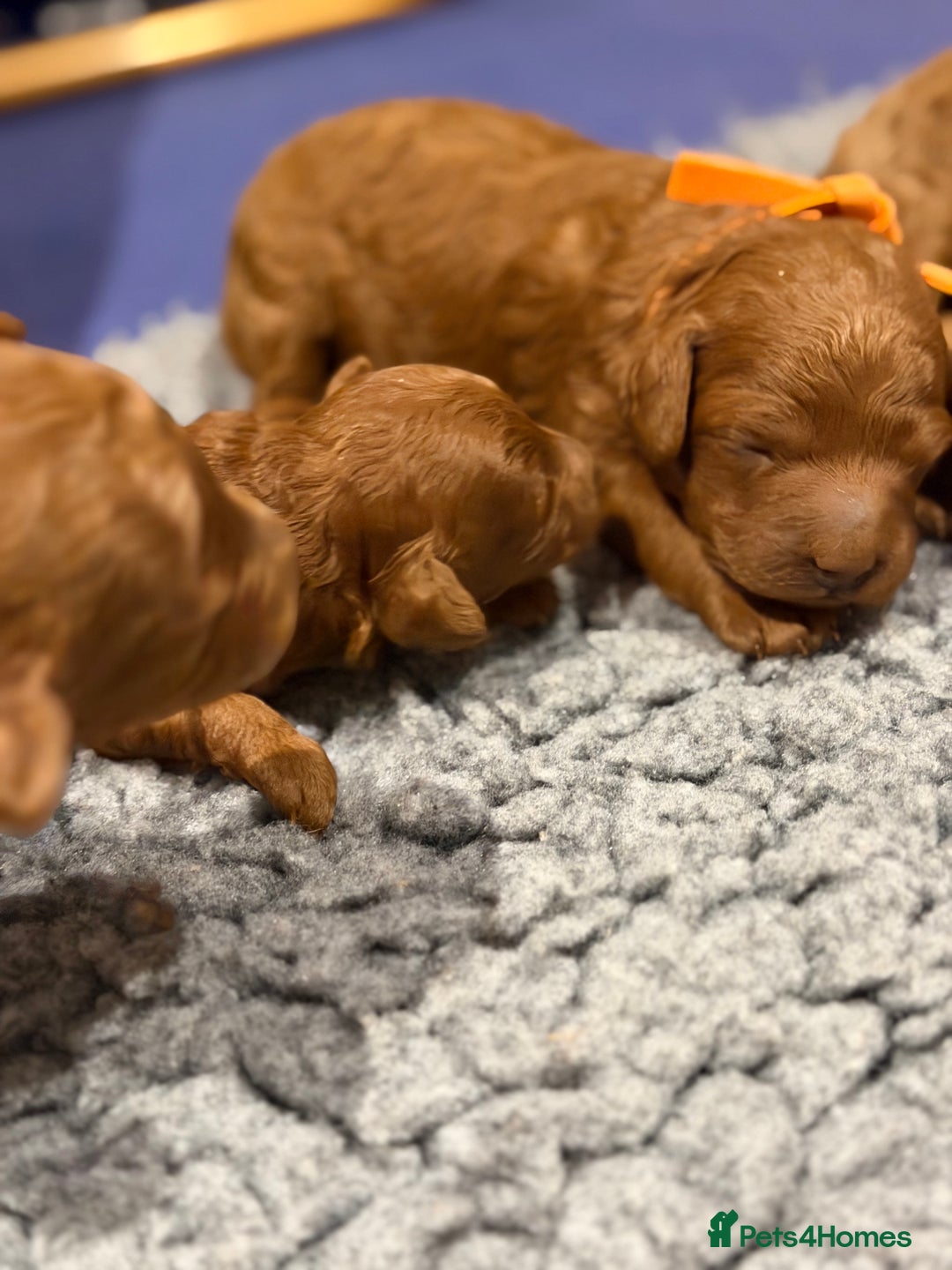 Miniature Poodle dogs for sale: Beautiful Red KC Registered Miniature Poodle Pups - Advert 6