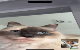 Ragdoll cats for sale: 3 year old female ragdoll - Image 2