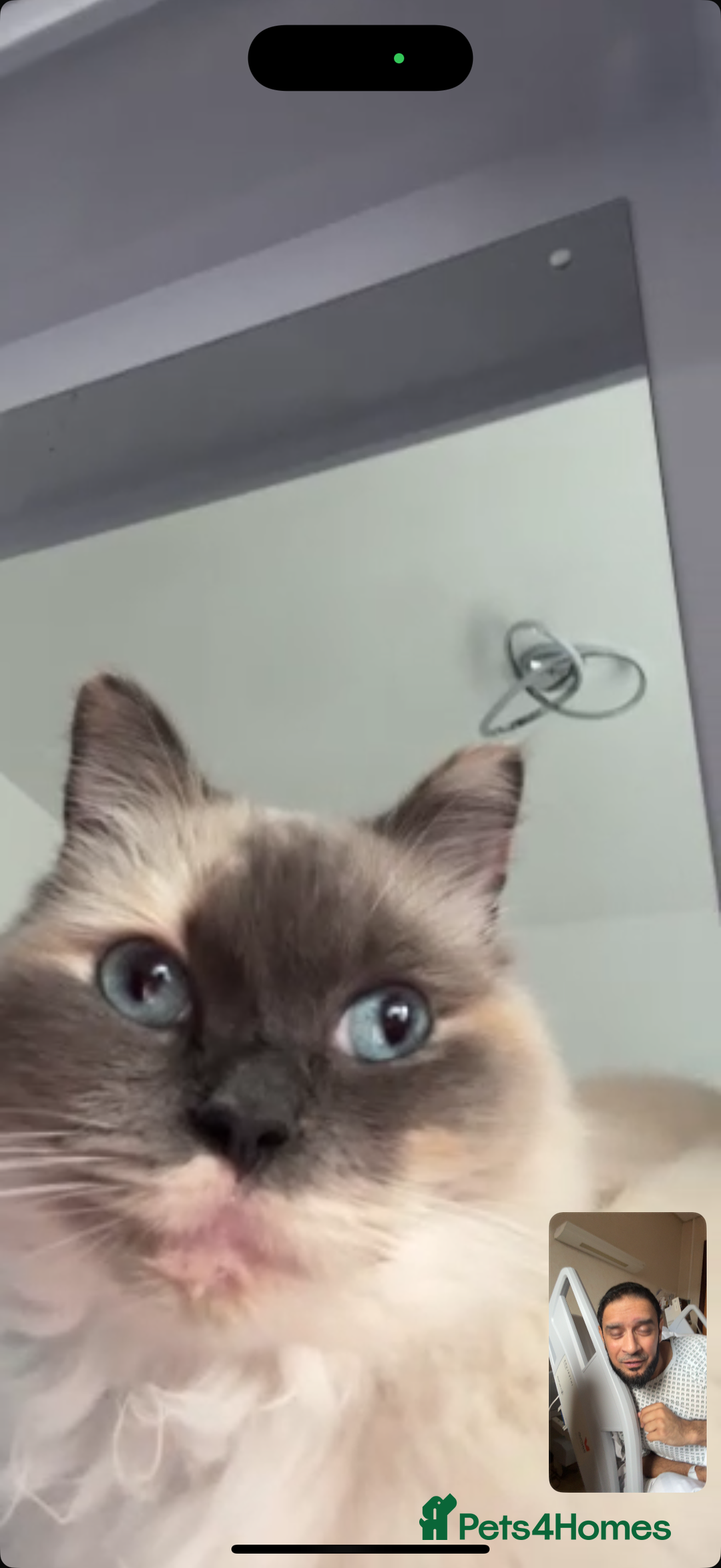 Ragdoll cats for sale: 3 year old female ragdoll - Image 2