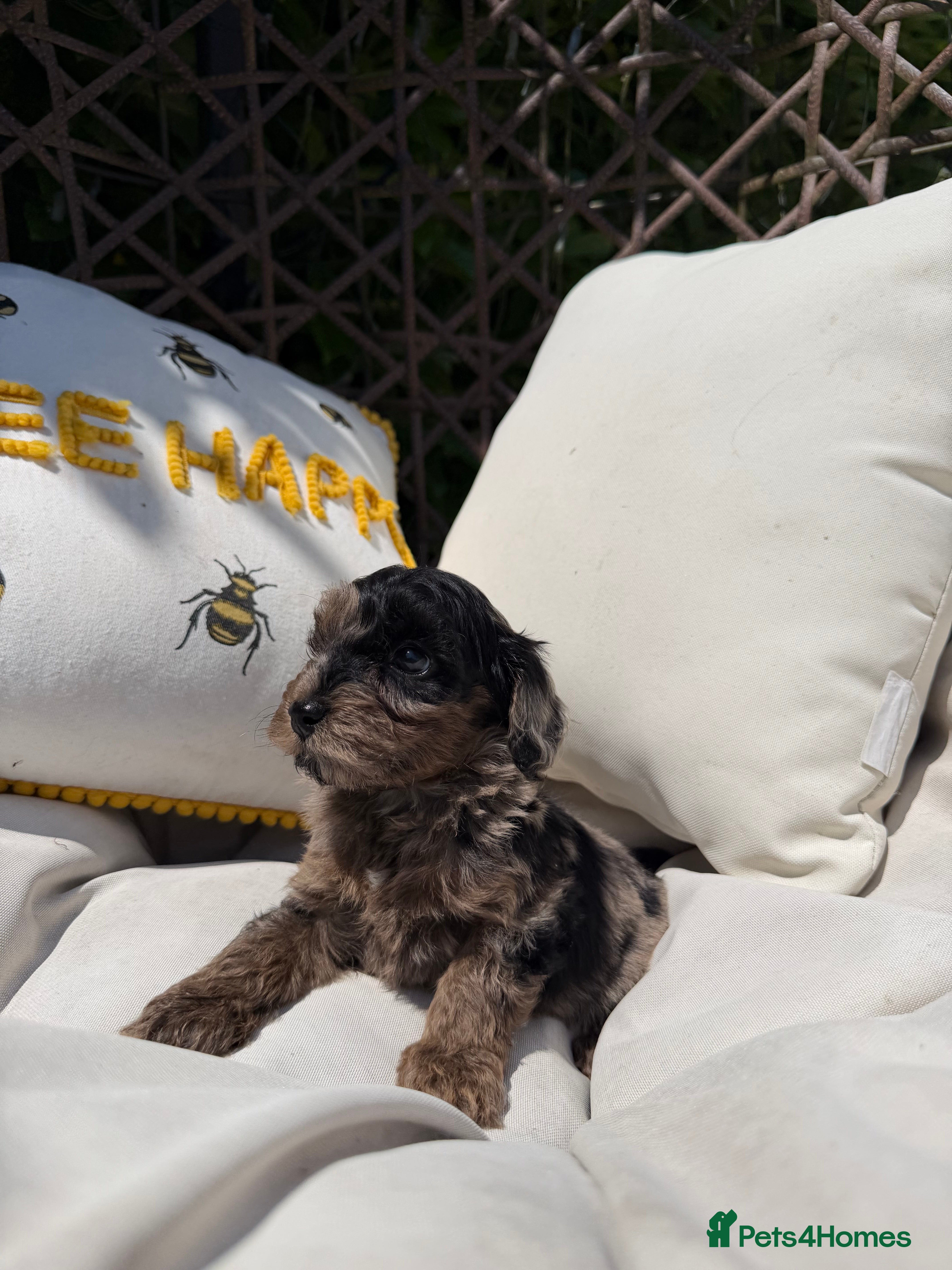 Cockapoo Puppy 5