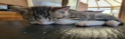 Mixed Breed cats for sale: 2 boys kittens ready to leave - Advert 5