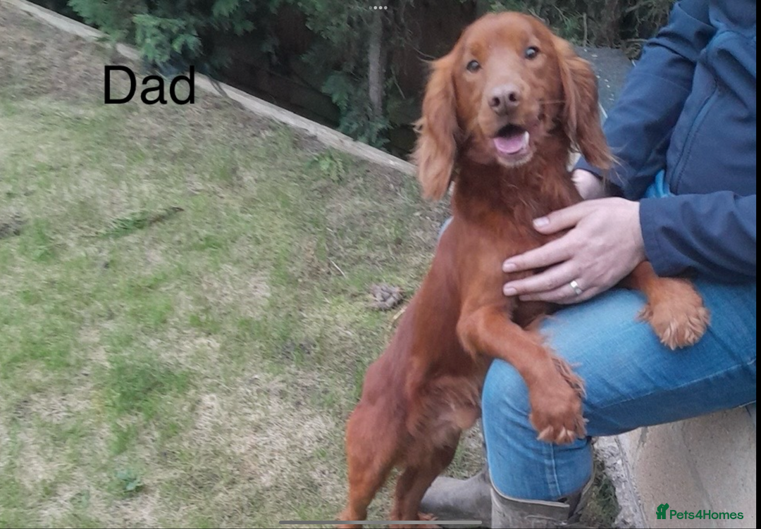 Cocker Spaniel dogs for sale: Hereditary clear Kc reg working Cocker spaniels - Image 8