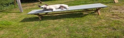 French Bulldog dogs for sale: Female French Bulldog - Advert 5