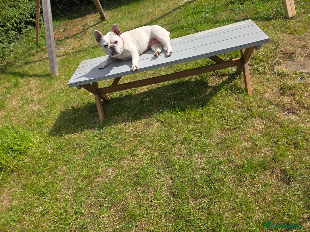 French Bulldog dogs for sale: Female French Bulldog - Advert 5