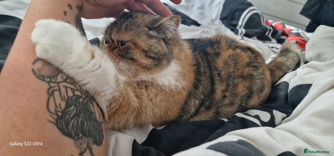British Shorthair cats 8 months Female exotic shorthair  - Advert 1