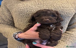 Cockapoo dogs for sale: Cute cockapoo puppies  - Image 1