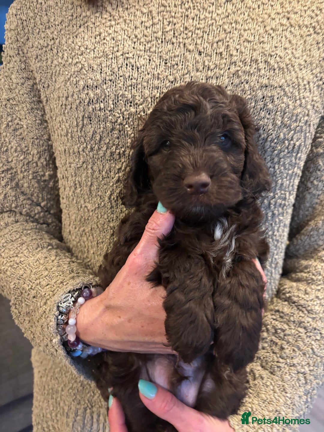 Cockapoo dogs for sale: Cute cockapoo puppies  - Image 1