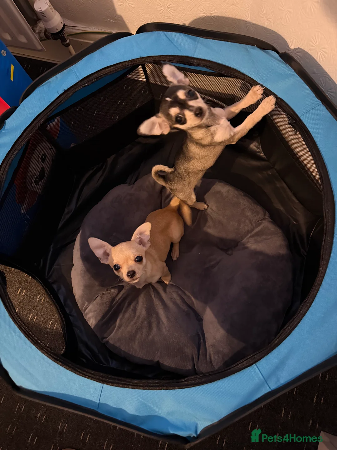 Chihuahua dogs for sale: Stunning and lovely chihuahua puppies for sale - Advert 2