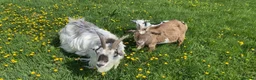 Goats livestock for sale: Pygmy Kids for Sale - Advert 2