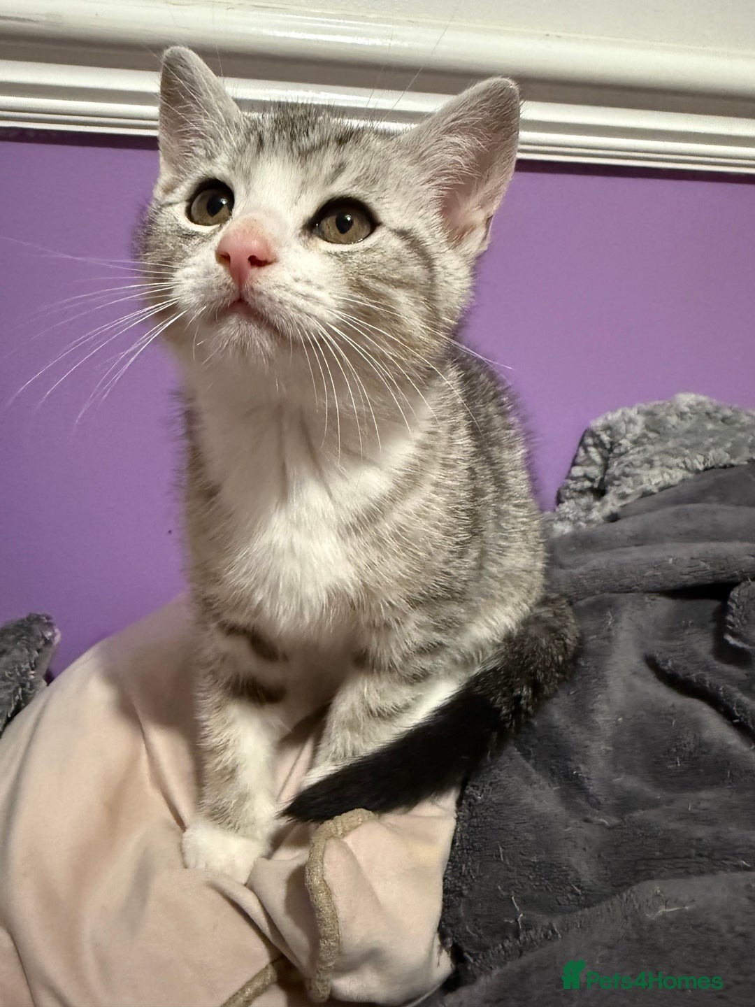 British Shorthair cats for sale: Beautiful British Shorthair Cross Kittens - Advert 14