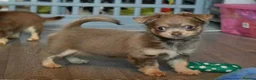 Chihuahua dogs for sale: Buitfull Litter of long coat chihuahua  - Advert 3