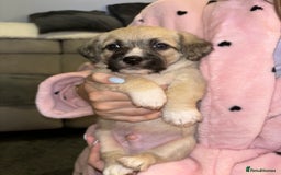 Mixed Breed dogs for sale: Jackie Bichon Pups - Image 5