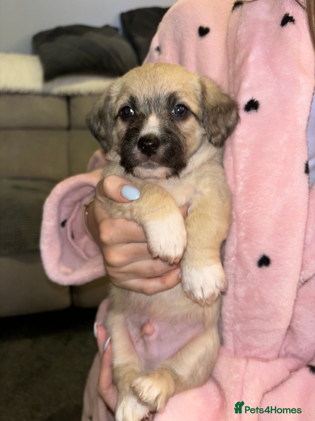 Mixed Breed dogs for sale: Jackie Bichon Pups - Image 5