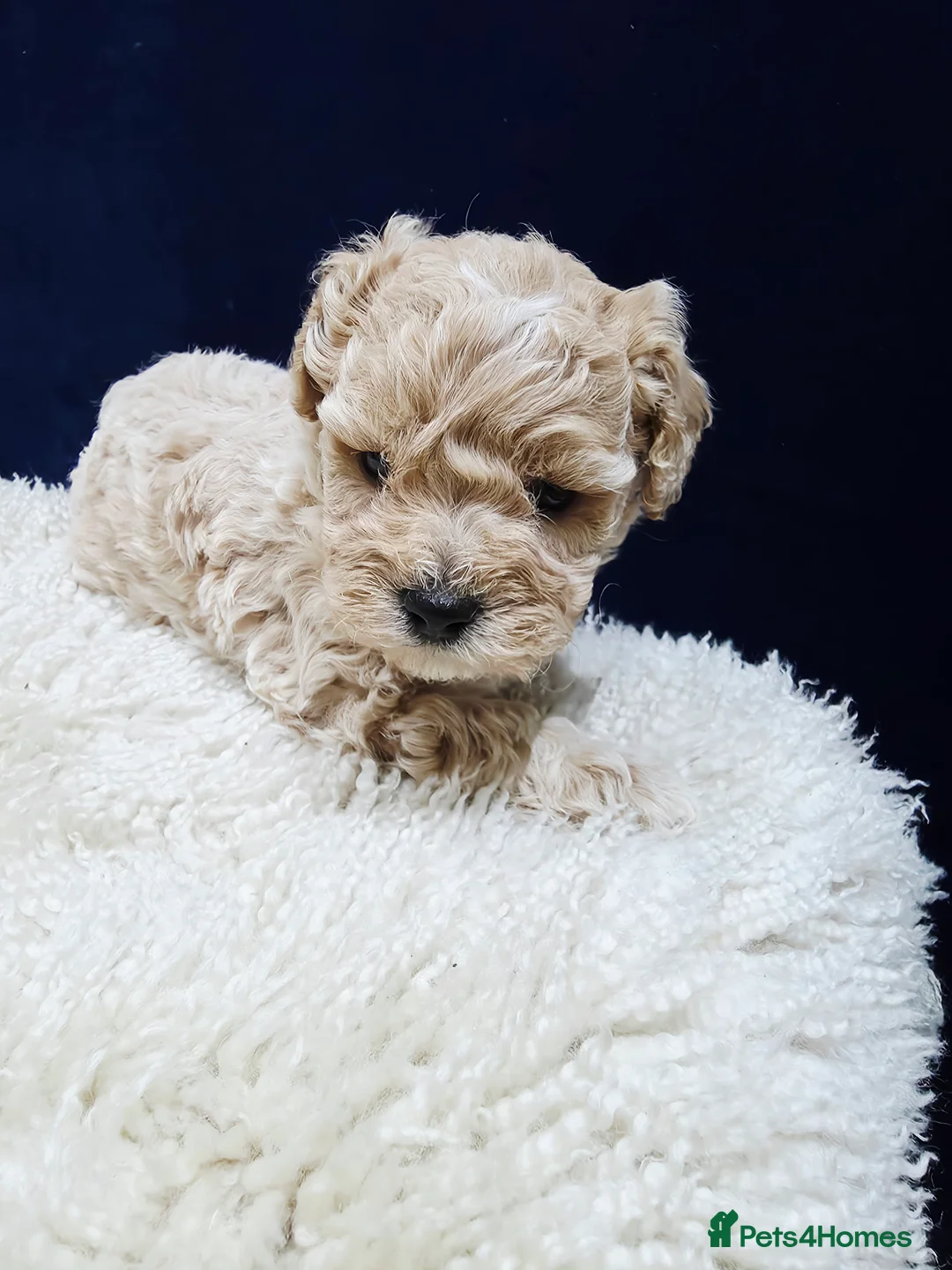 Maltipoo dogs for sale: F1B Maltipoo Puppies, Toy Size, Hypoallergenic, - Advert 29