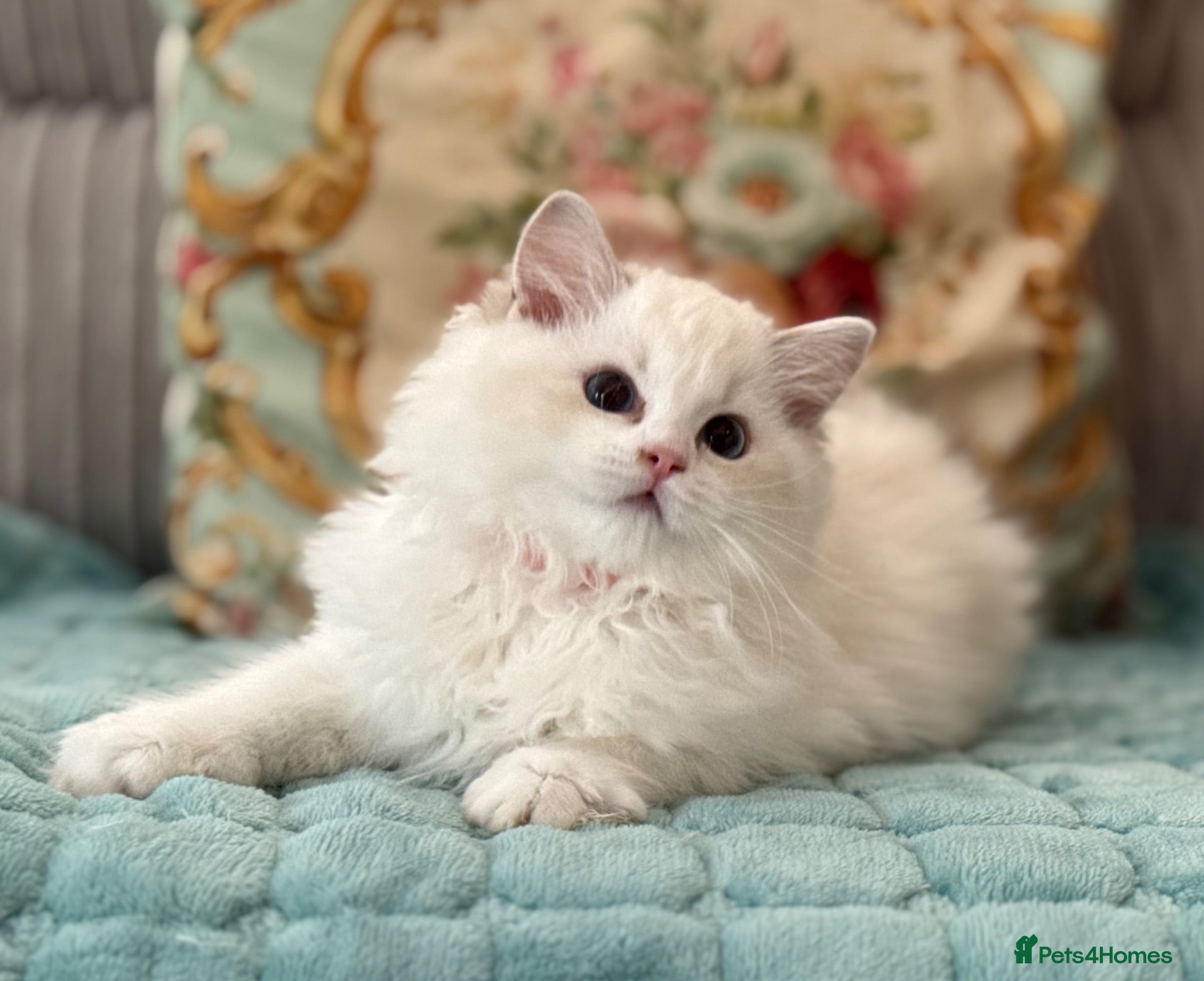 Ragdoll cats 2 Active girls  - Advert 2