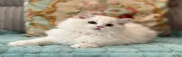 Ragdoll cats for sale: 2 Active girls  - Advert 2