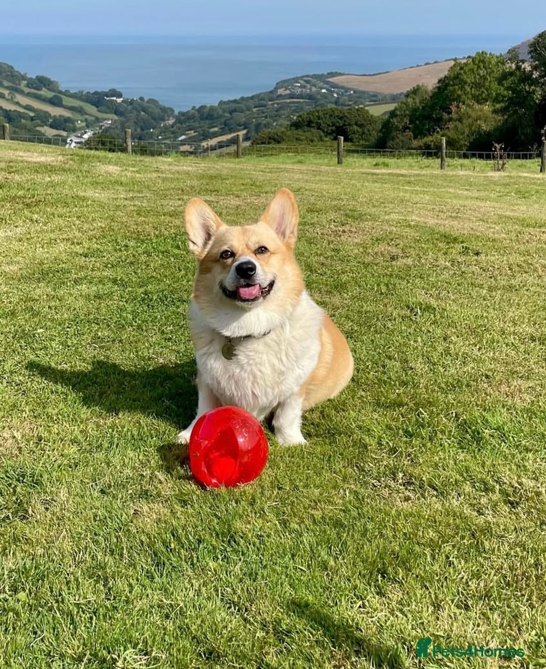 Welsh Corgi Pembroke dogs for sale: Champion bloodlines on both sides, great with kids - Advert 20