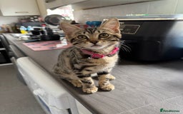 Bengal cats for sale: Bengal cat  - Advert 3