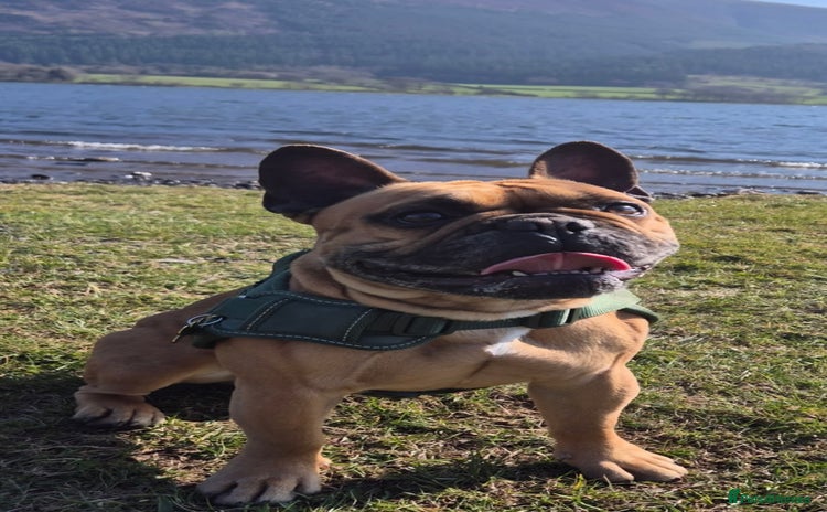 French Bulldog dogs - Advert 4