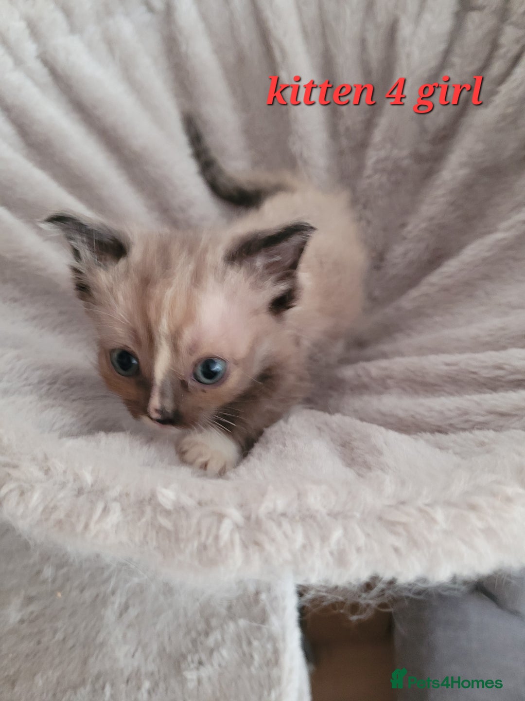 Ragdoll cats for sale: 5 Ragdoll kittens for sale Ready soon - Image 6