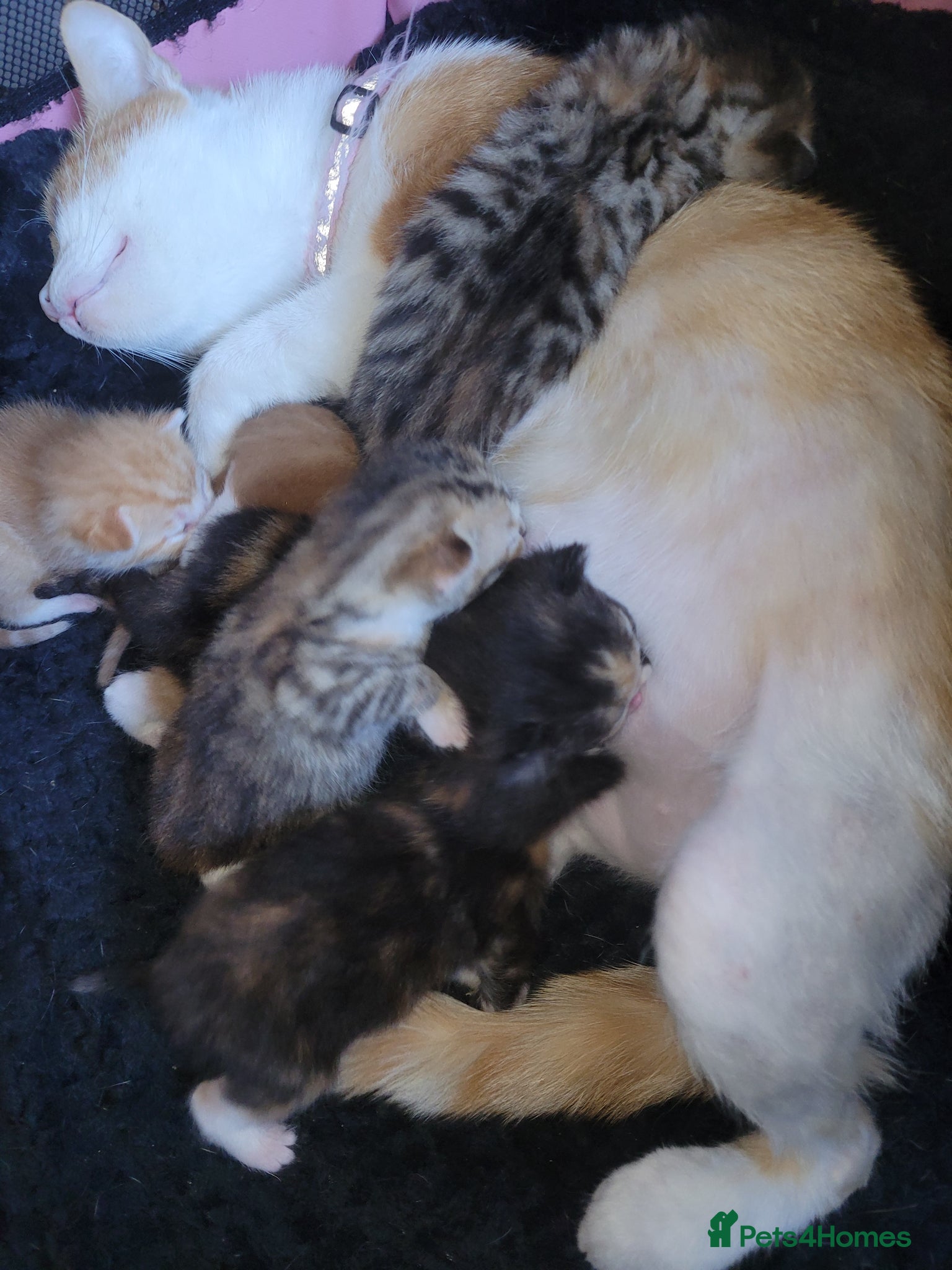 Mixed Breed cats 2 beautiful calico girls  - Advert 1