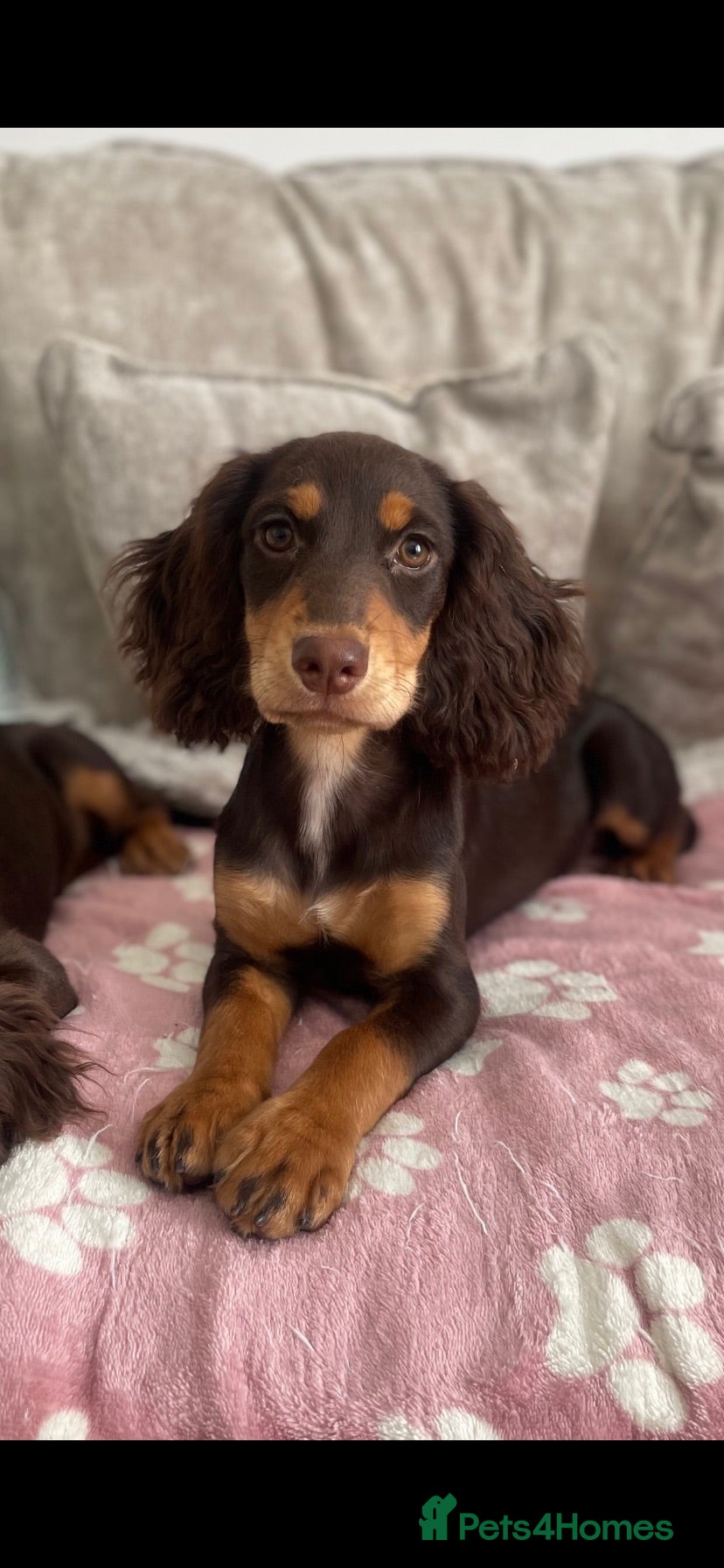 Cocker Spaniel dogs Reduced 4 Chocolate & Tan Cocker Spaniel Pups  - Advert 1