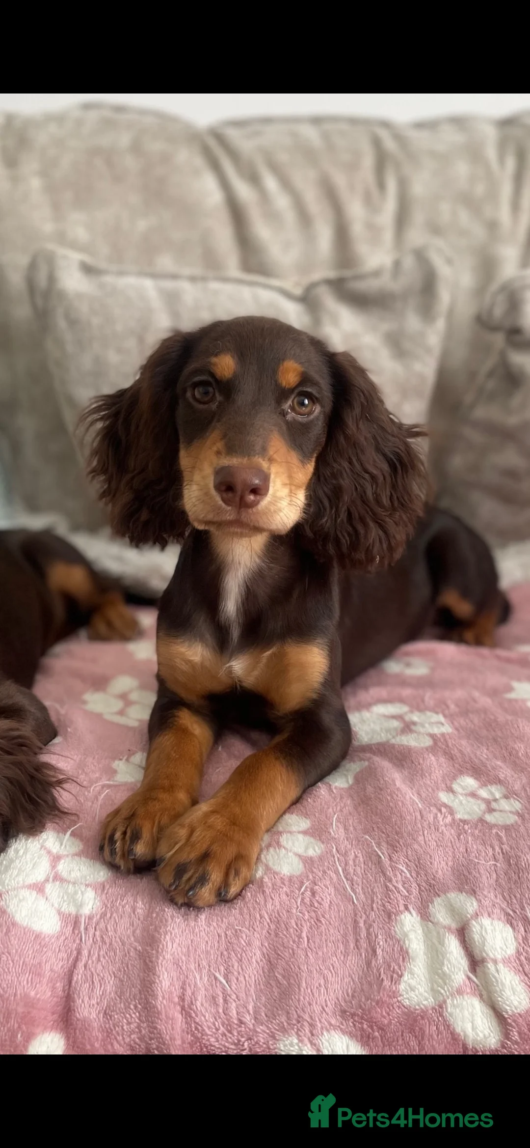 Cocker Spaniel dogs for sale: Reduced 4 Chocolate & Tan Cocker Spaniel Pups  - Advert 2