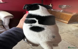 Jack Russell dogs for sale: Top Quality Jack Russell Puppies  - Image 5