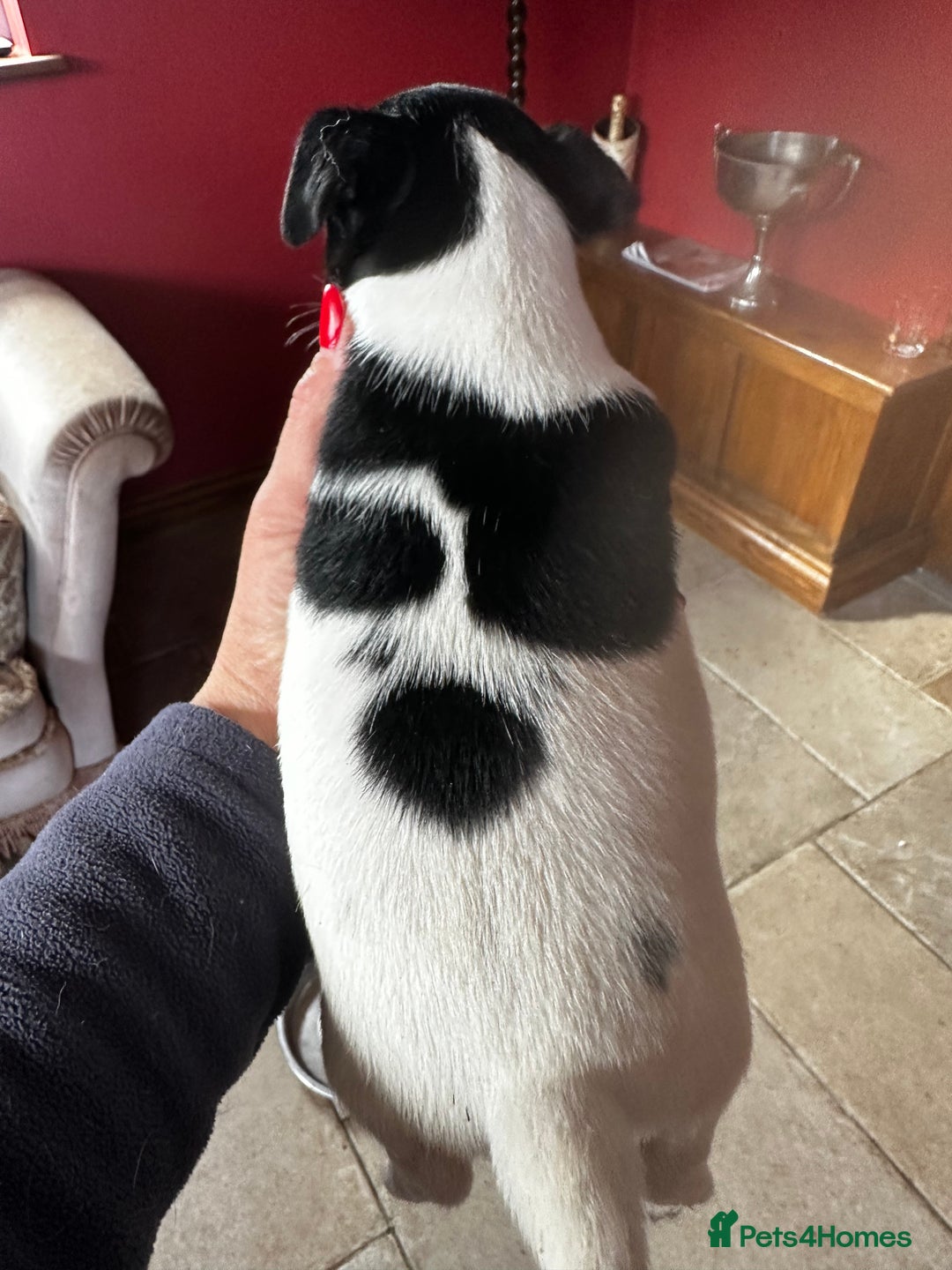 Jack Russell dogs for sale: Top Quality Jack Russell Puppies  - Image 5