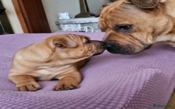 Shar Pei dogs for sale: Shar pei pups READY NOW - Image 10
