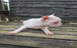 French Bulldog dogs for sale: French bulldog pups pink/fluffy READY NOW - Advert 12