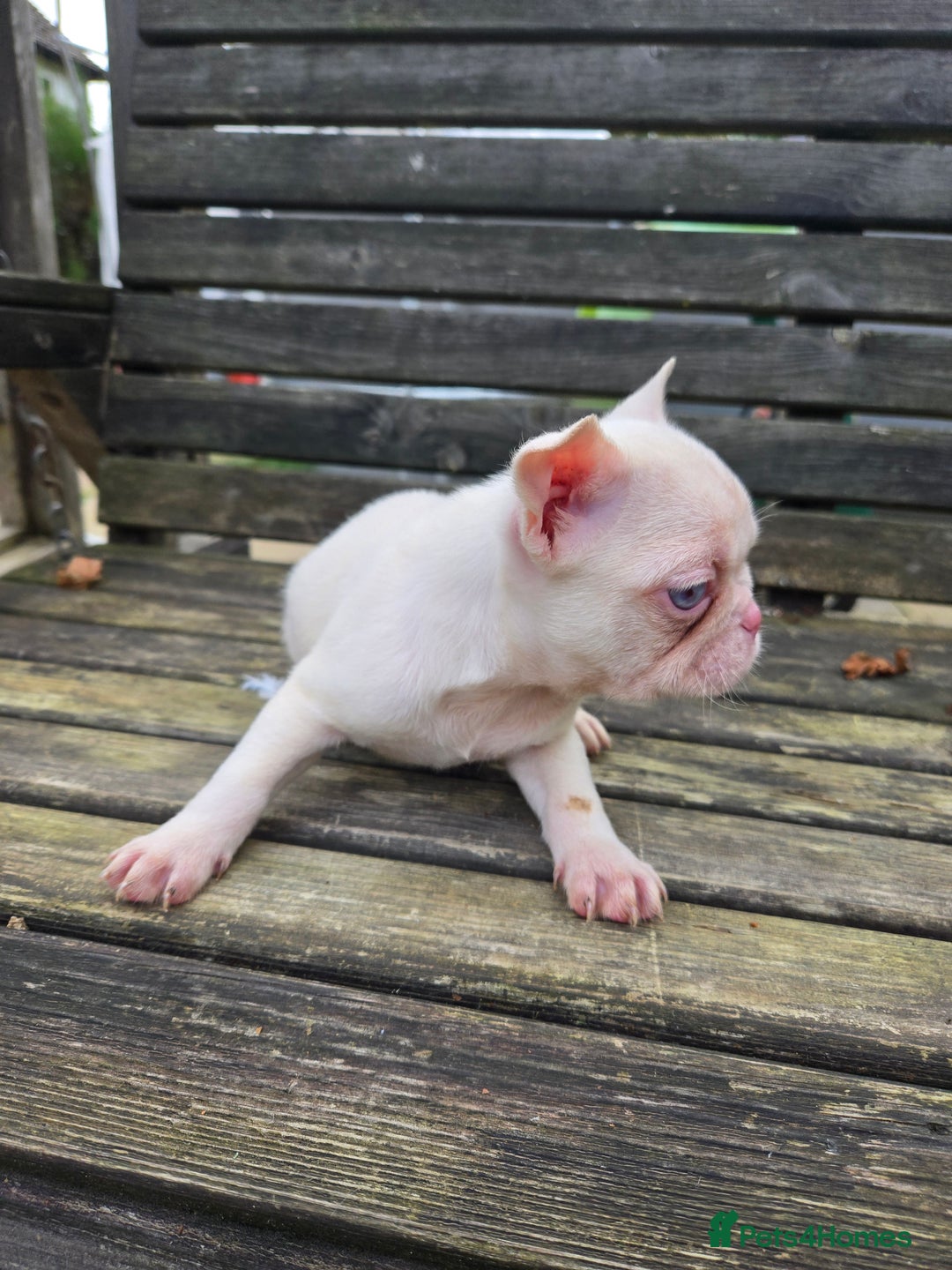 French Bulldog dogs for sale: French bulldog pups pink/fluffy READY NOW - Advert 12