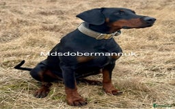 Dobermann dogs for sale: ⭐️⭐️⭐️⭐️⭐️x1Top bloodline.Dobermann puppy - Image 9