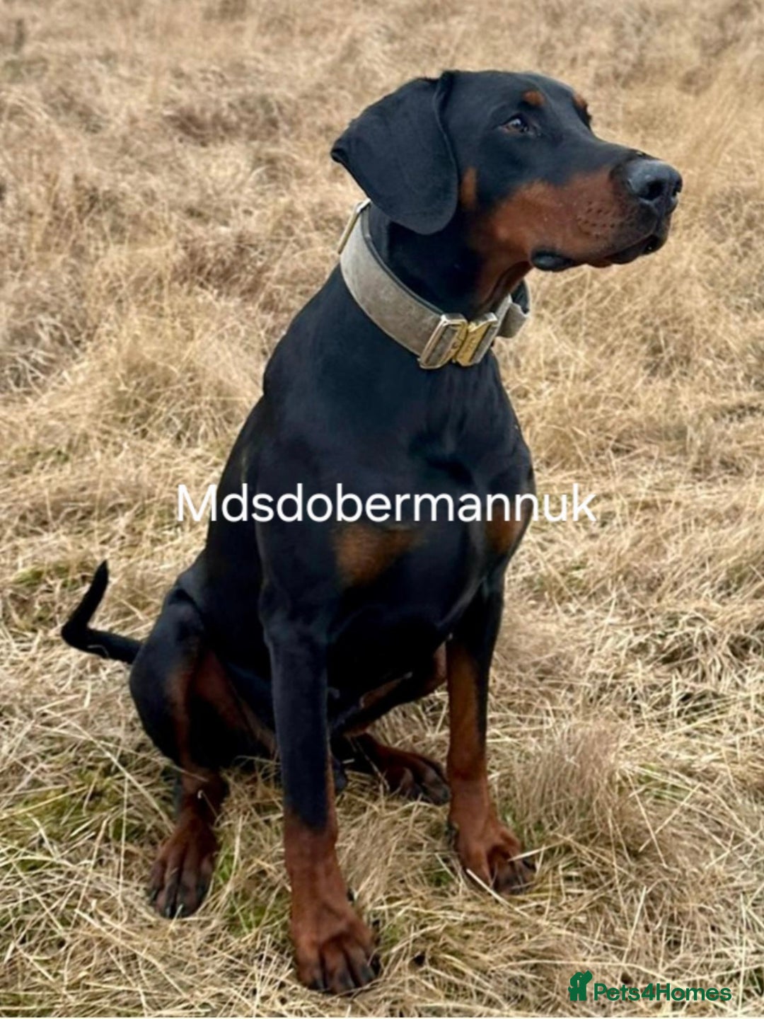Dobermann dogs for sale: ⭐️⭐️⭐️⭐️⭐️x1Top bloodline.Dobermann puppy - Image 9