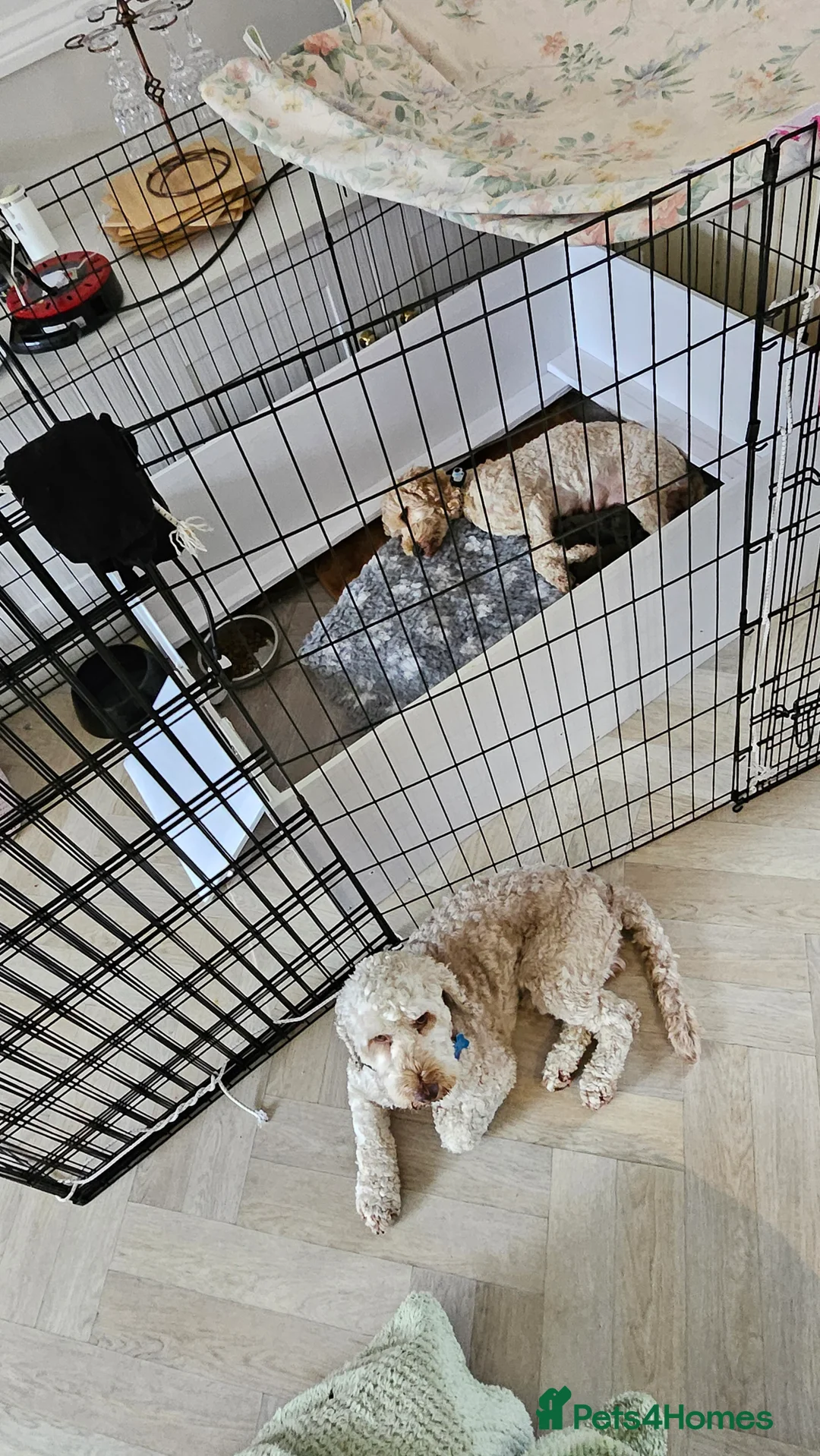 Cockapoo dogs for stud: Buddy - F2b Merle Cockapoo REPEATEDLY PROVEN  Stud in Manchester - Advert 5