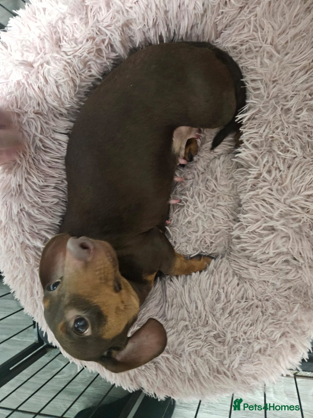 Mixed Breed dogs for sale: Dachshund x jackrussel - Advert 5