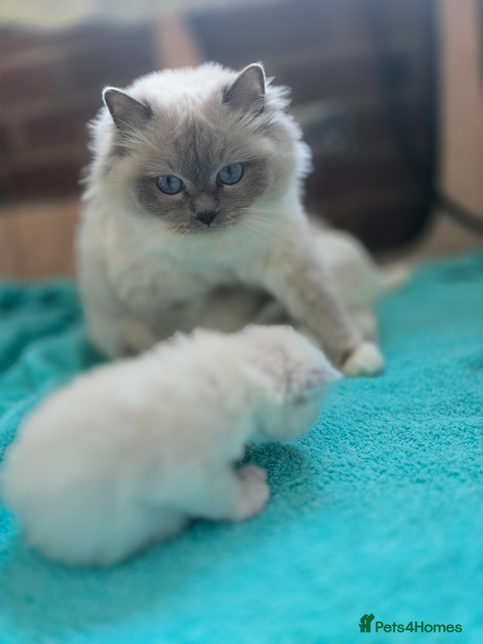 Ragdoll cats Stunning european girl remaining  - Advert 8