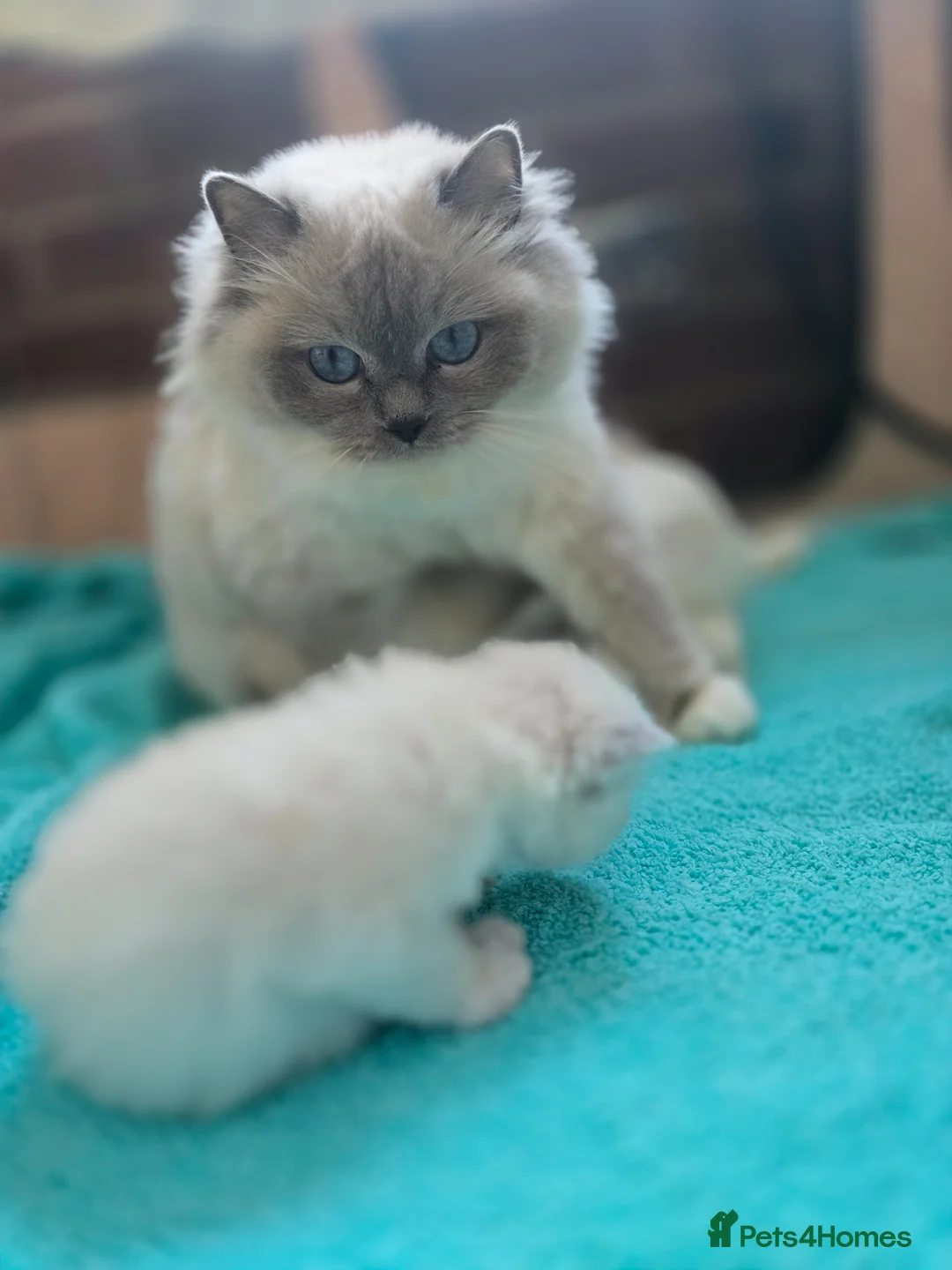 Ragdoll cats for sale: Stunning european girl remaining  - Advert 1