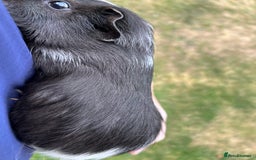 Guinea Pig rodents for sale: 4 gorgeous male guinea pigs available - Image 6